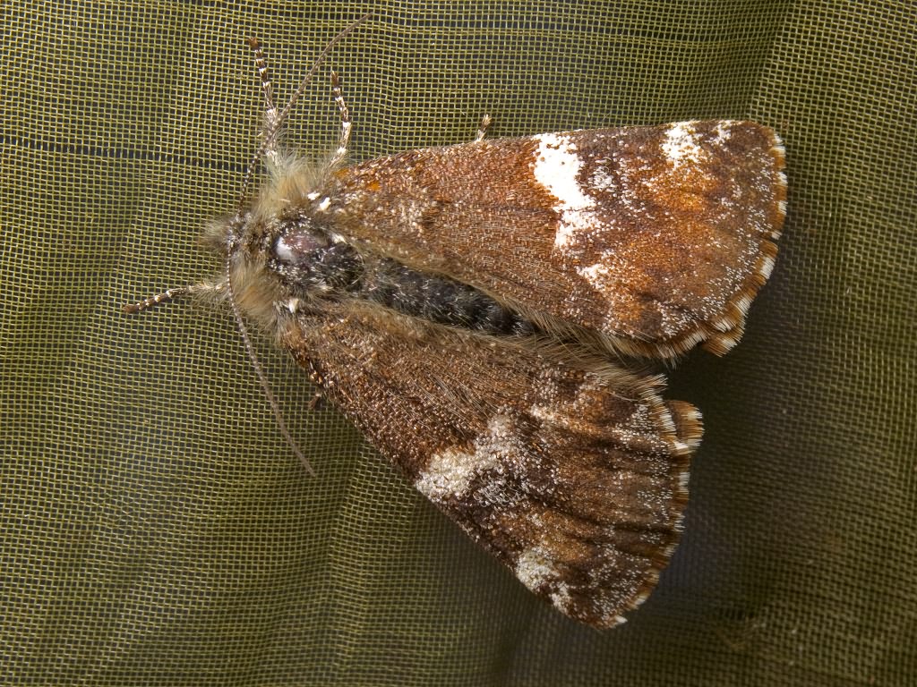 Archiearis parthenias (Linnaeus, 1761)